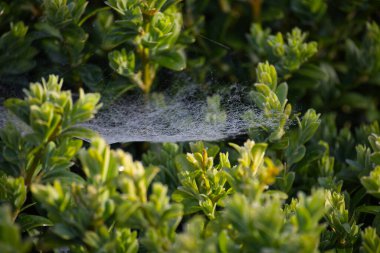 Yemyeşil yaprakların arasında parıldayan narin bir örümcek ağı doğanın karmaşık güzelliğinin özünü yakalıyor. Güneş ışığı çiğ damlalarını aydınlatır..