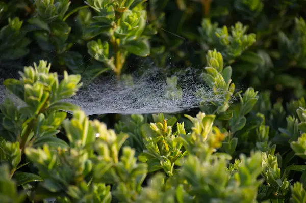 Yemyeşil yaprakların arasında parıldayan narin bir örümcek ağı doğanın karmaşık güzelliğinin özünü yakalıyor. Güneş ışığı çiğ damlalarını aydınlatır..