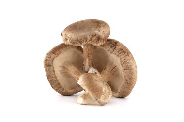 Taze Shiitake mantarları toprak tonları ve dokuları gösteriyor. Mutfak, sağlık ve doğayla ilgili görsel projeler için idealdir. Düzenleme, mantarların beyaza karşı doğal bileşimini vurguluyor.