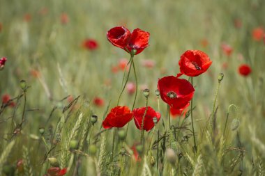 Yeşil bir çayırda gelişen canlı kırmızı gelinciklerin yakın çekimi güneşli bir günde doğanın güzelliğini yakalıyor..