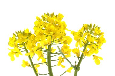 Yakın plan çekimde canlı sarı kanola çiçekleri el değmemiş beyaz bir arkaplanda sergileniyor..