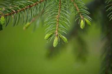 Köknar ağacının dalındaki taze büyümenin yakın plan görüntüsü yumuşak yeşil arka planda doğal ve sakin bir sahne yaratıyor..