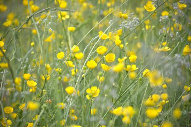 Sarı düğün çiçekleri ve yeşil otlardan oluşan güneşli bir alan canlı ve dingin bir doğal manzara yaratır.