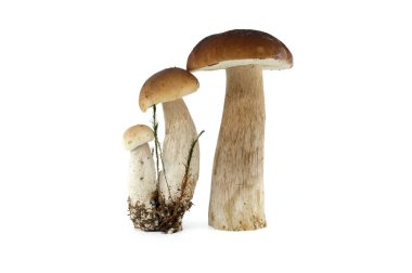 Beyaz arka planda sergilenen bir grup taze sepet ya da bozuk para mantarı doğal dokularını ve topraksı tonlarını gözler önüne seriyor. Boletus edulis veya porcino, porcini mantarı.