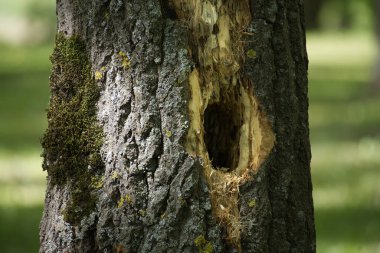 Ağaçkakan deliği bir ağaç gövdesi içindeki yuvayı ortaya çıkarıyor, kabuktaki yosunlarla süslenmiş, yumuşak, bulanık yeşil bir arka plana kurulmuş, sakin bir doğa sahnesi yaratıyor.