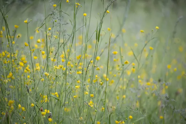Güzel sarı kır çiçekleri yemyeşil bir çayırda usulca sallanıyor, bahar boyunca huzur ve doğanın güzelliğini çağrıştırıyor, doğayla ilgili konular ve mevsimsel tasarımlar için mükemmel..
