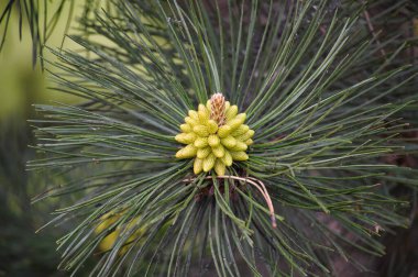 Genç bir çam tomurcuğunun doğal ortamında canlı bir yakın plan çekimi. Büyüme, yeşillik ve doğanın karmaşık ayrıntılarını gözler önüne seriyor..