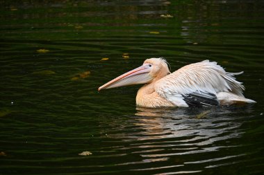 Huzurlu bir pelikan huzur dolu gölde, güzel tüylerini ve görkemli varlığını sergileyerek rahatça süzülür. Huzurlu sahne doğal güzelliğin ve vahşi yaşamın özünü yakalar.