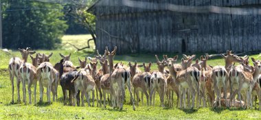 Ağaçlar ve ahşap bir ahır ile çevrili çimenli bir tarlada sakin bir geyik buluşması doğada ahenk ve kırsal cazibe gösterisi..