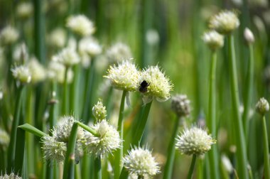 Bir arı, yemyeşil bir alanda narin bir soğan çiçeğini döllüyor. Baharda doğanın güzelliğini yakalıyor..