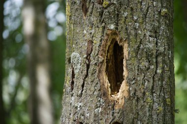 Yakın plan bir ağaç gövdesini ağaçkakan deliğiyle yakalar. Orman manzarasının bulanık zeminiyle çevrilidir..