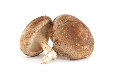 Beyaz arka plana yerleştirilmiş iki taze Shiitake mantarının yakın plan görüntüsü. Mutfak temaları, gıda içeriği, mantar tarifleri veya sağlıklı yaşam tarzı ve beslenme görselleri için ideal.