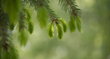 Yumuşak, bulanık bir arka plana karşı taze yeşil ladin ipuçlarının yakın plan görüntüsü, doğa temaları için mükemmel..