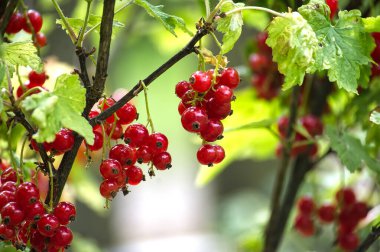 Dallara asılı canlı kırmızı üzümler yemyeşil yapraklardan oluşan bir zemin ile çevrili yaz ve doğal güzelliğin özünü yakalıyorlar..