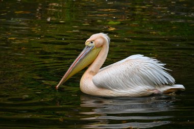 Sakin ve zarif beyaz bir pelikan, sakin bir gölette zahmetsizce süzülür. Tüyleri ve yansıtıcı suyu doğal güzellik ve sükunetin resimsel bir sahnesini oluşturuyor.