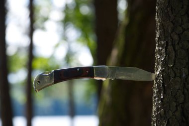 Bir çakı bir ağaç gövdesine saplanır ve bıçağın keskinliğini vurgular. Arka plan ağaçlar ve güneş ışığı ile bulanık..