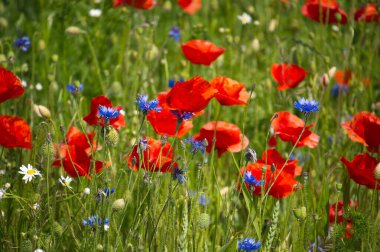 Canlı bir kırmızı gelincik tarlası ve mavi çiçek tomurcukları, güneş ışığıyla yıkanmış. Yeşil çimenler ve diğer kır çiçekleri bu güzel doğa sahnesini tamamlıyor..