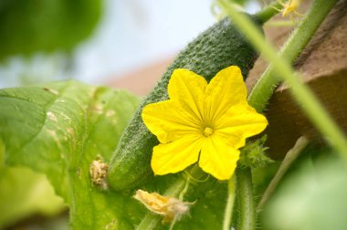 Canlı sarı çiçekli bir salatalık ve büyüyen bir salatalıkla bahçenin doğal güzelliğini ön plana çıkaran bir salatalık..