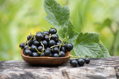 Yeşil yaprakların yanında taze siyah üzümlerle dolup taşan ahşap bir kase, doğal bir yeşillik zeminine karşı kurulmuş..