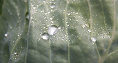 Yüzeyinde parlayan su damlacıkları olan yeşil bir yaprağın yakın çekimi doğanın detaylarının güzelliğini gösteriyor..