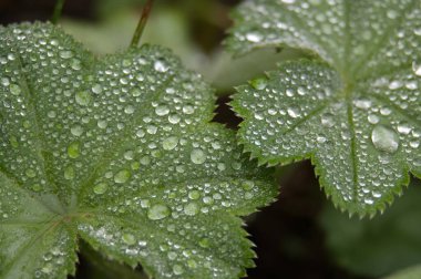 Yeşil yapraklar su damlacıklarıyla kaplanarak ferahlatıcı ve doğal bir manzara yaratır..
