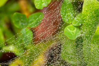 Köpüklü su damlacıklarıyla kaplı narin bir örümcek ağına yakın plan, canlı yeşil yaprakların üzerine kurulmuş..