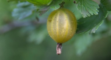 Yeşil yapraklarla çevrili bir daldan sarkan bektaşi üzümlü bir meyvenin sığ bir alan derinliğiyle çekilmiş yakın plan çekimi..