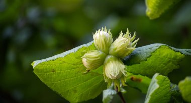 Yeşil yapraklı bir ağaç dalında yetişen olgunlaşmamış fındıklar. Detaylar bitkinin doğal güzelliğini ve dokusunu vurgular..