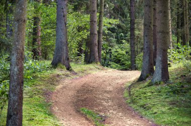 Güpegündüz yemyeşil bir ormanda dolambaçlı bir yol. Uzun ağaçlar patika boyunca uzanır, sakin bir doğal ortam yaratır. Sükunet, doğa keşfi ve açık hava rahatlığı temaları için mükemmel.