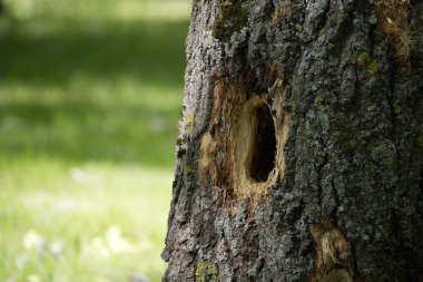 Ağaçkakan tarafından yaratılmış, içinde büyük bir delik olan bir ağaç gövdesinin yakın çekimi. Ağaç kabuğunun ayrıntıları zengin dokuları gösterir.