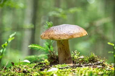 Tek, görkemli bir kral Bolete mantarı yemyeşil yosun ve yapraklarla çevrili yemyeşil bir orman ortamında dimdik ayakta duruyor..