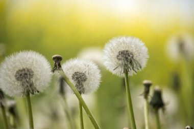 Karahindiba tohumu başları yemyeşil çimenlik bir arazide yaklaştı. Sıcak güneş ışığı onların narin yapılarını aydınlatıyor ve sakin ve sakin doğadan esinlenilmiş bir sahne yaratıyor..