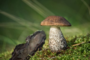 Leccinum scabrum mantarının detaylı bir görüntüsü, huş ağacı boleti olarak da bilinir, doğal ve yosunlu bir ortamda yetişir..