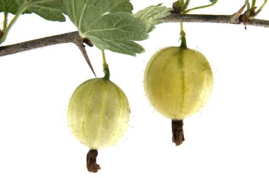 Taze yeşil bektaşi üzümünün yapraklı, beyaz bir arka planda izole edilmiş görüntüsü. Doğal, botanik ya da yiyecekle ilgili tasarımlar için ideal.