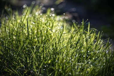 Canlı yeşil çimenlerin sabah çiğ taneleriyle parlayan, yumuşak güneş ışığıyla aydınlatılan yakın çekimi, sakin bir doğal manzara yaratıyor..