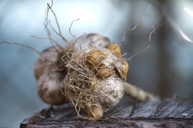 Kökleri ahşap bir zemin üzerinde bulanık bir zemine dayanan fil sarımsağı soğanlarının yakın çekimleri..