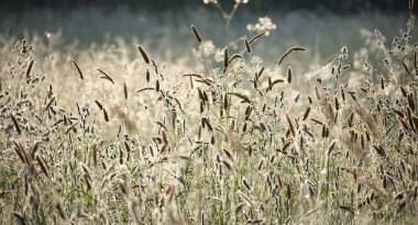 Sabah çiğ taneleriyle kaplı yemyeşil bir alan yumuşak güneş ışığı altında aydınlanır, dinginliği ve doğanın yenilenmesi ve sakinliğiyle olan bağlantıyı anımsatır..