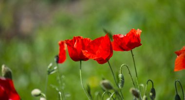 Parlak kırmızı gelincikler bulanık yeşil bir arka plana karşı dimdik duruyorlar, canlı ve neşeli bir sahne yaratıyorlar, ve doğal güzelliğin özünü yakalıyorlar..