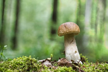 Bir Kral Bolete, bulanık bir orman zeminine çarpan yosun yatağının ortasında dimdik durur..