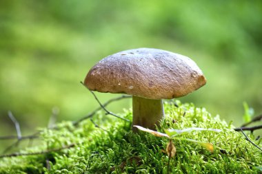 Yosun dolu bir orman ortamında büyüyen Kral Bolete mantarının yakın plan görüntüsü, yenilebilir bir mantar..