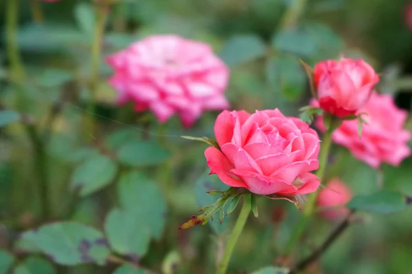 Ροζ Τριαντάφυλλο Φόντο Πράσινα Φύλλα Aachener Dom Plant — Φωτογραφία Αρχείου