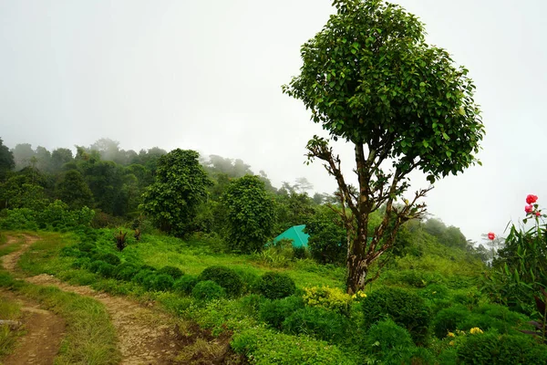 Greenery Backgound Mountain Forest Lungchok — Stock Photo, Image