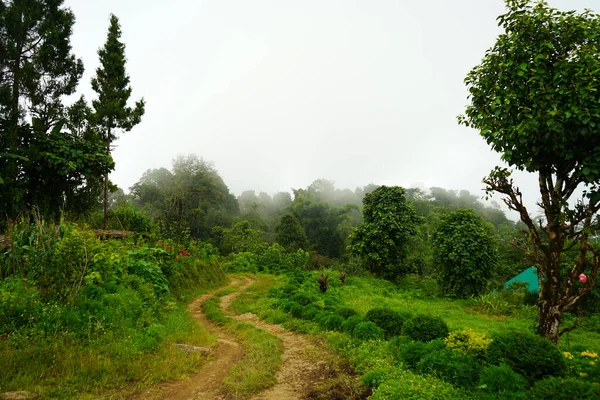 Lungchokの山の森の背景 — ストック写真
