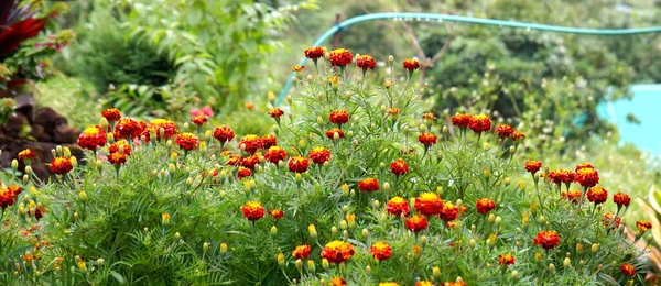 Jardín Flores Caléndula Roja Con Hojas Verdes Fondo — Foto de Stock