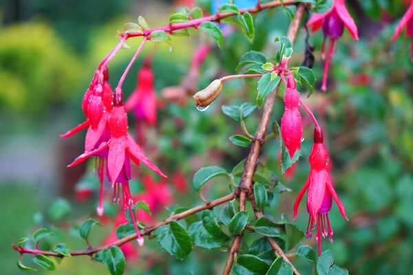 Bell Flower or Hardy fuchsia blomming at Lungchok East Sikkim