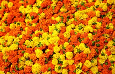 Marigold Çiçeği Howrah Çiçek Pazarı 'nda satılacak.