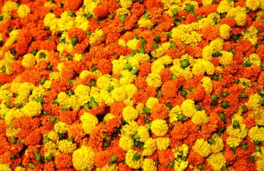 Marigold Flower is for Sell in Howrah Flower Market clipart