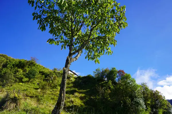 İpek Yolu Dağında Tek Yeşil Ağaç, Sikkim