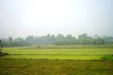 Yeşil çeltik tarlasıyla Taze Doğa