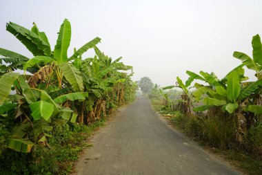 South 24 Parganas 'taki Yeşilköy Yolu